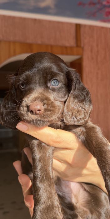 Продам щенков спаниеля