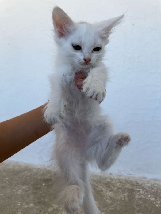 Белые котята. Девушки