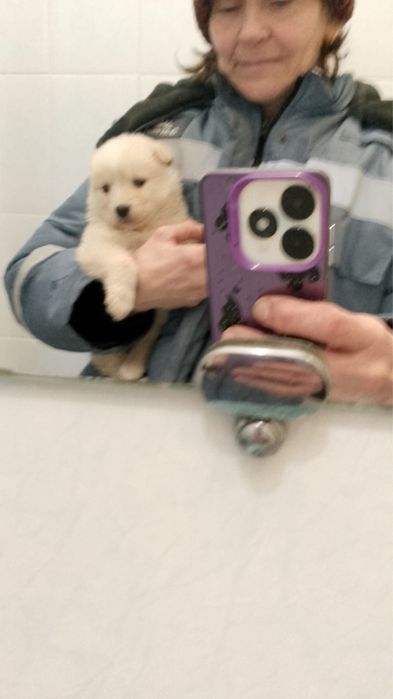 Щенята бесплатно