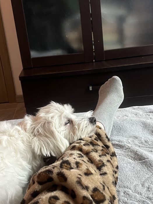 ofer servici de pet sitting