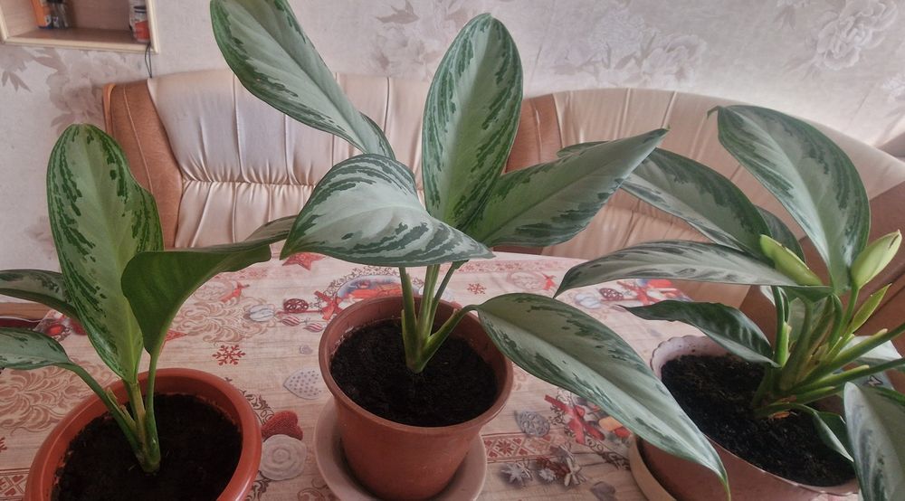 Комнатные цветы.