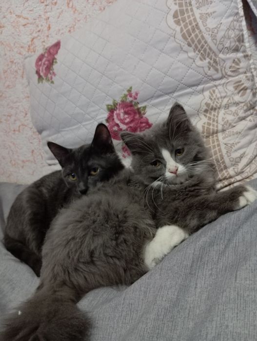 Mushuk sotiladi 700000 kami bor