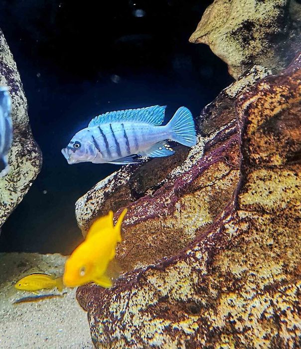 Рибки Африкански цихлиди