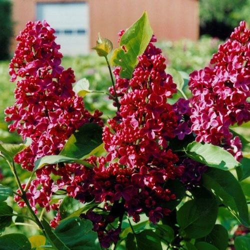 Liliac (Parfumat Roșu Intens )la ghiveci
