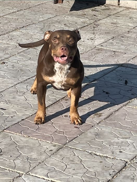 Щенки американский булли