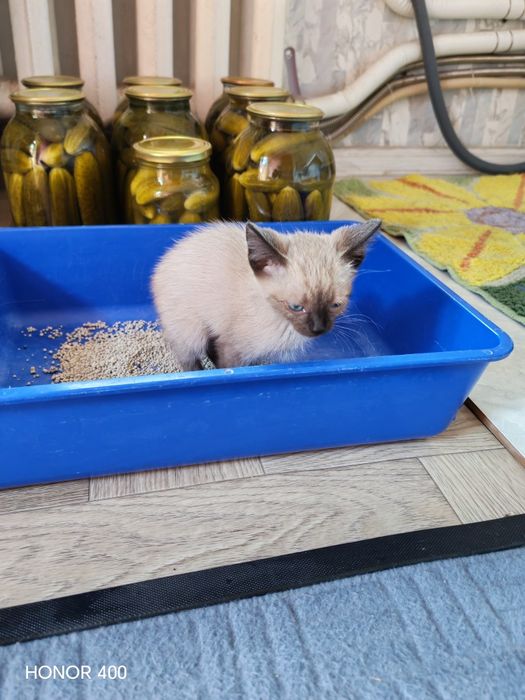 Отдам котёнка в добрые руки