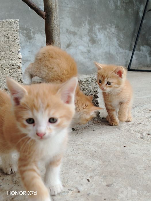 Mushuklar hadya qilinadi
