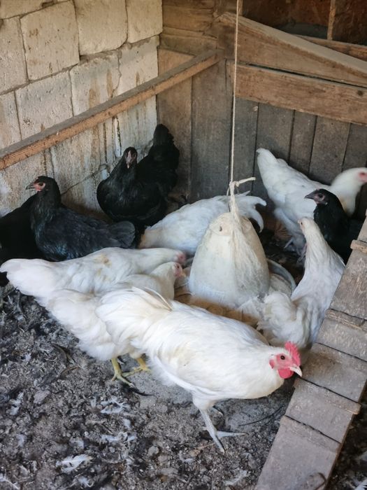 Australorp alb ,  familie australop