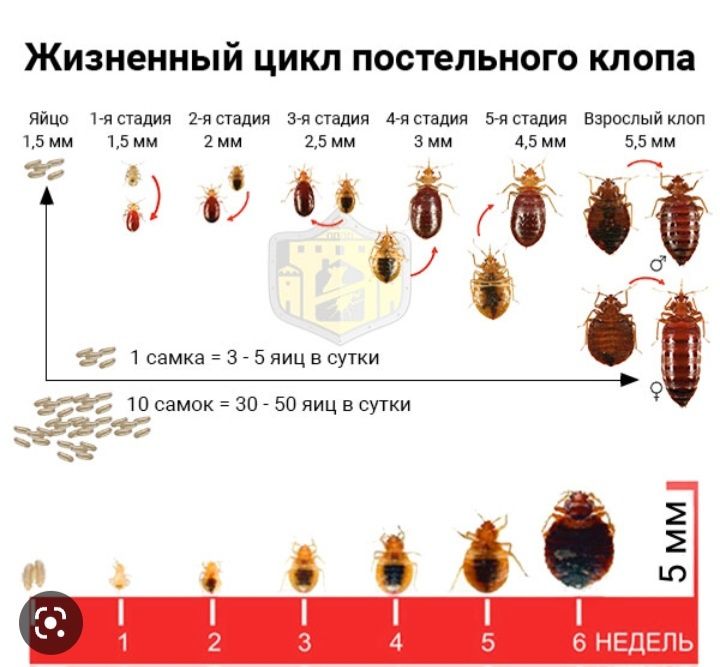 Постельный клоп жизненный цикл. Цикл развития постельного клопа. Постельный клоп стадии развития. Цикл жизни клопа постельного по дням.