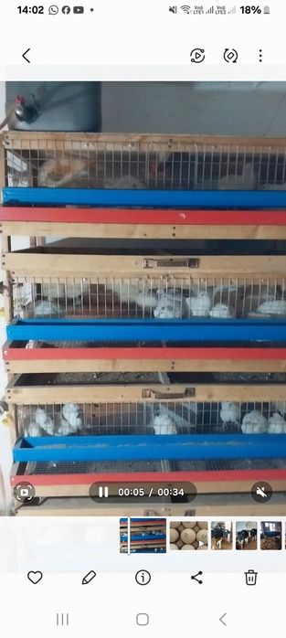 Яйцо перепелиные. Инкубационные