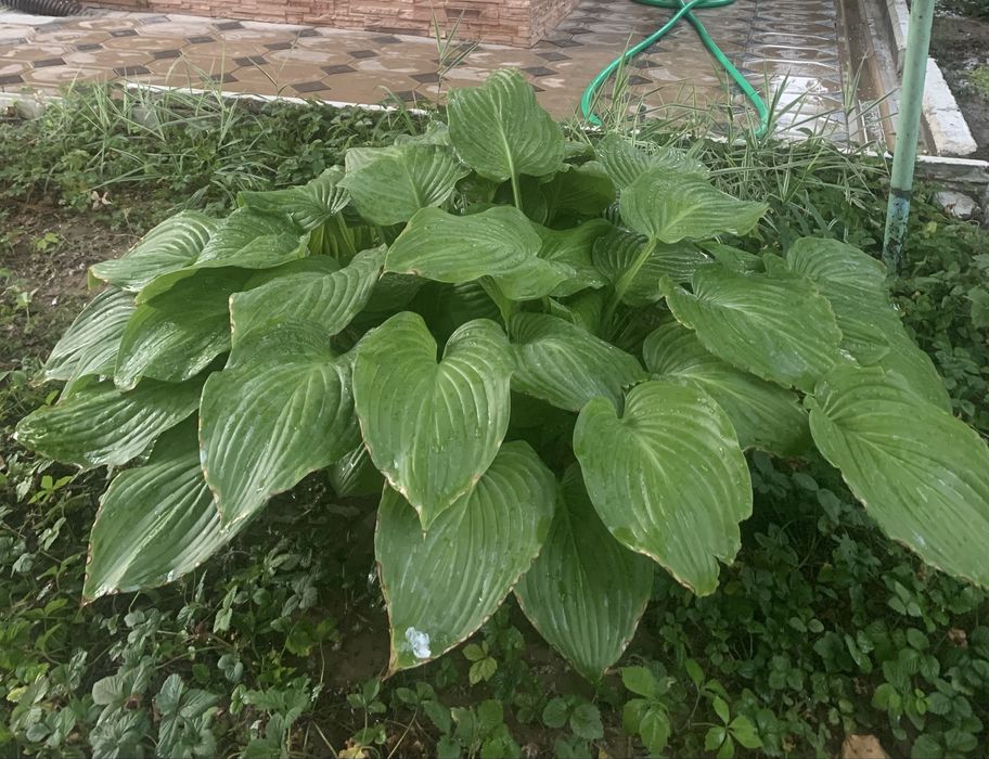 Хоста, аукуба Кустарники декоративные