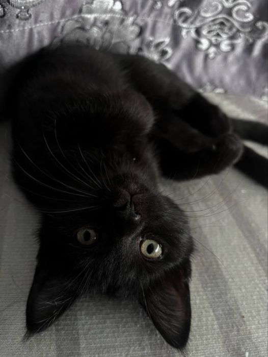 Котенок - девочка