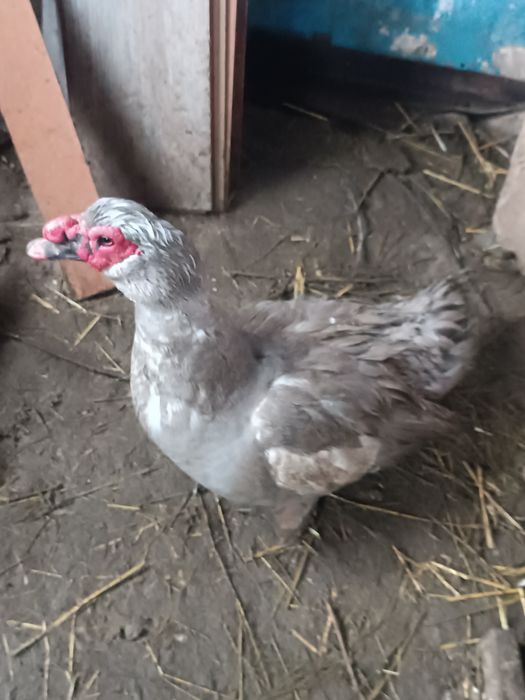 Индоутка индоутка