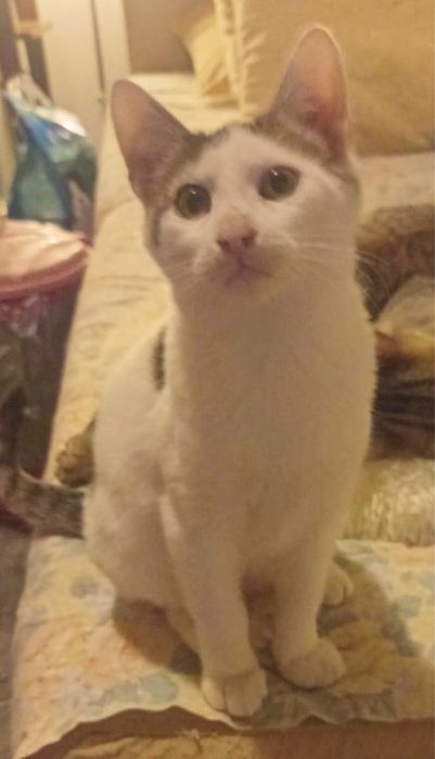 Metis  American Wirehair pui gratuit