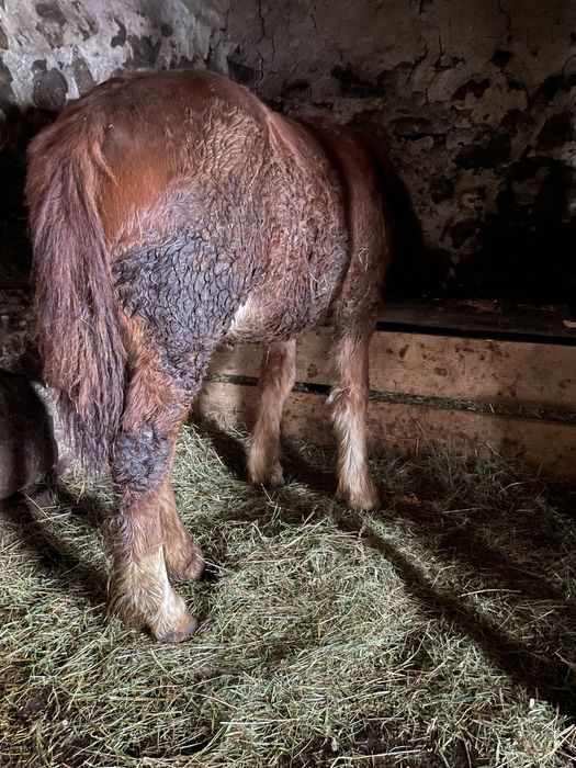Vând mânz de 9 luni