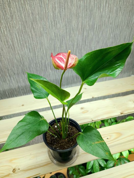 Продам Антуриум,Диффенбахия Рефлектор