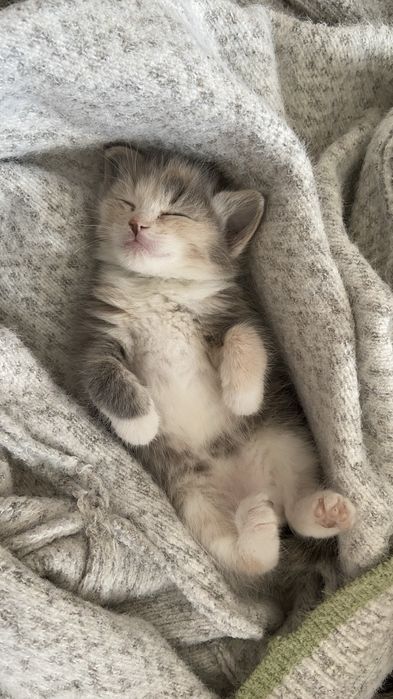 Отдам котенка в хорошие руки
