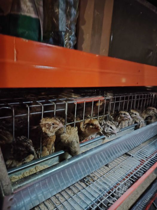 Preluam precomenzi și comenzi pui de prepeliță, oua de incubat