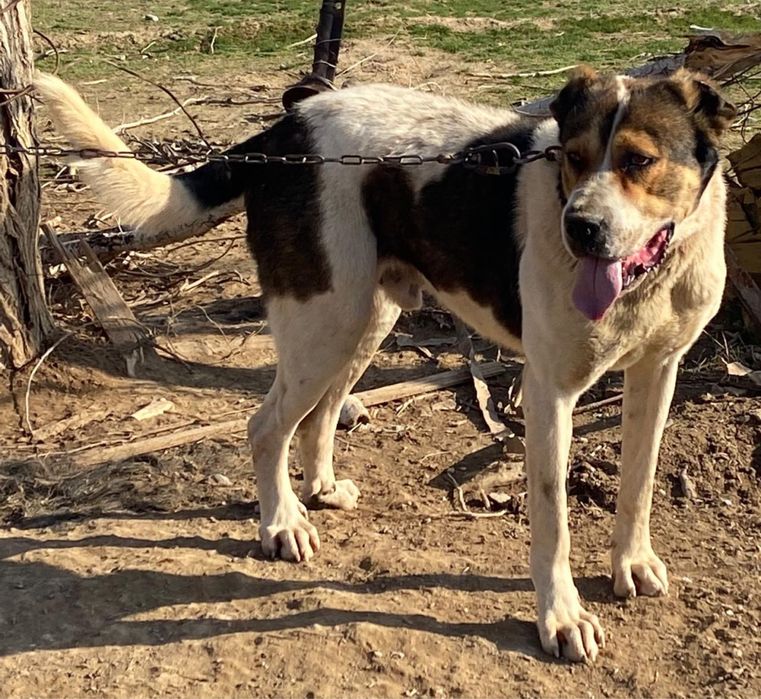 Казакы тобет ит