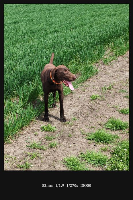 Женски Курцхаар за лов