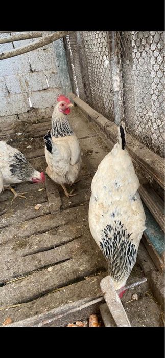 Адлер жұмыртқасы сатылады