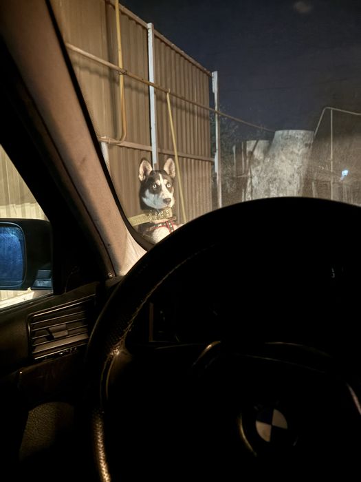 Хаски 6 месецев