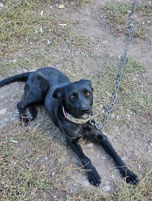 Собака дворняжка