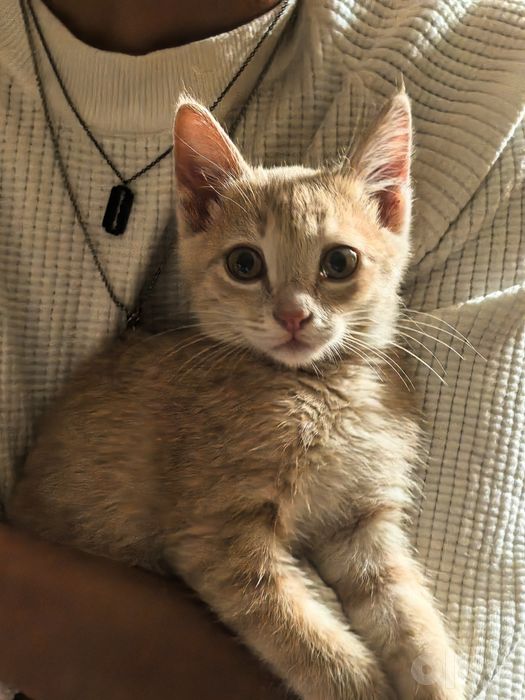 Котёнок в хорошие руки