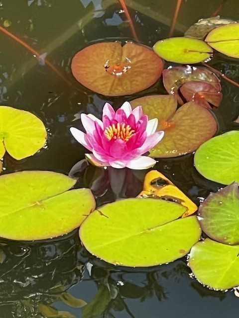 Vand nuferi roz pentru iaz