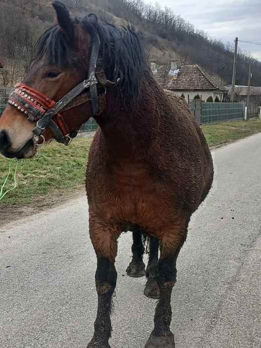 Vând iapă gestantă