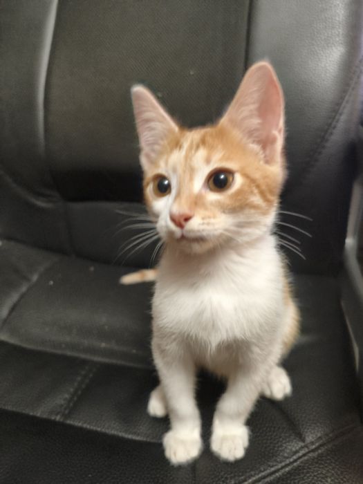 Котёнок мальчик 2 месяца с доставкой
