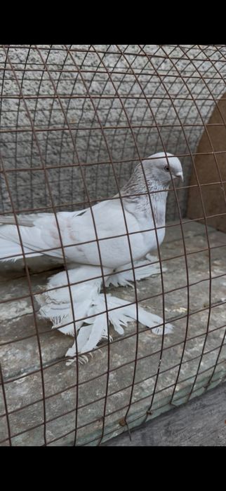 Голуби на гребле