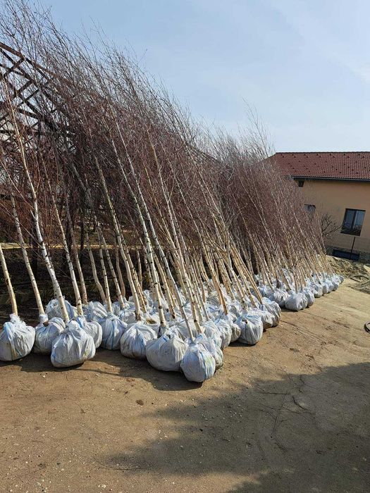 Vând tuia, brazi, magnolie, mesteacăn, tei, stejar