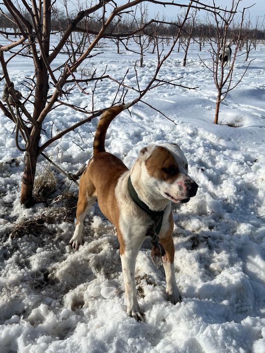 Питбул сатылады.