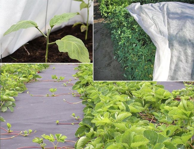 Укрывной Спанбонд 30 для защиты растение от холода, жары и холода