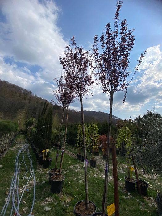 Plante Ornamentale pentru Spatii Verzi
