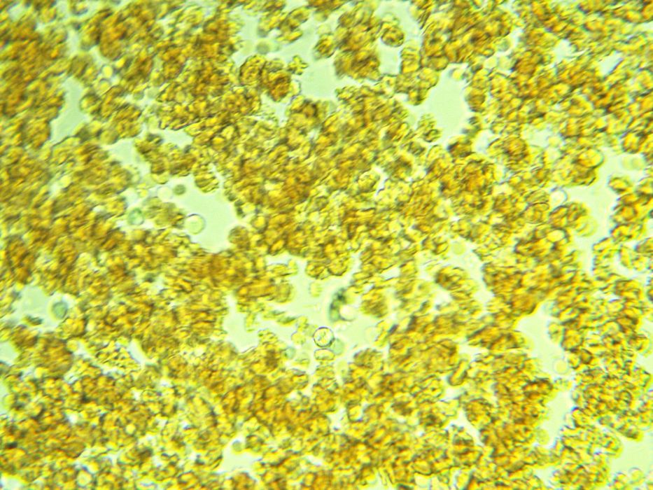 Микроскоп бренда Levenhuk