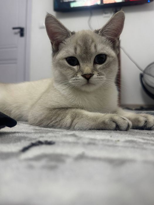 British Shorthair mushuk sotiladi