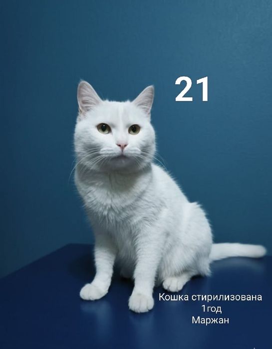 Отдам в добрые руки котят и кошек.