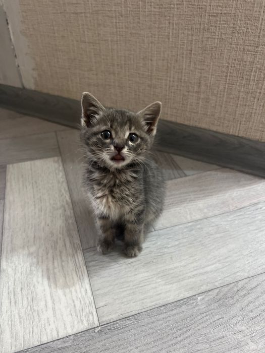 Котёнок домашний