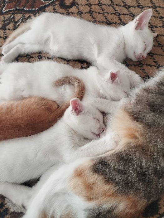 Котята, бесплатно