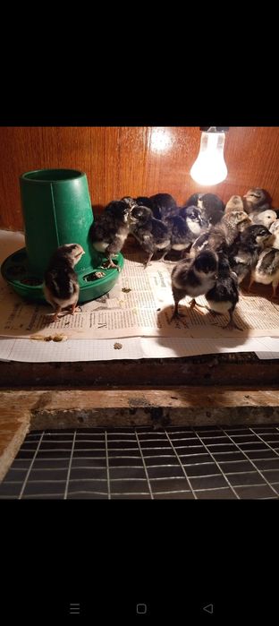 Балапан сатылады