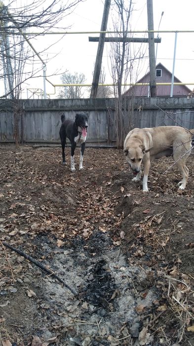 Алабай кушик сатлады