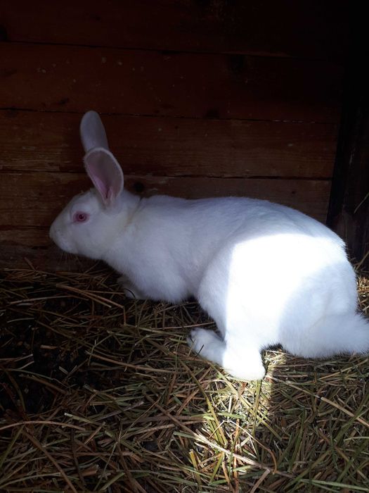 Vand femele gestante de iepure, rasa Hycole