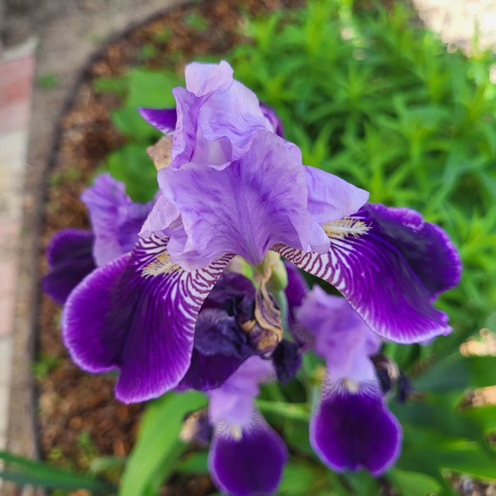 Продам луковицы ирисов