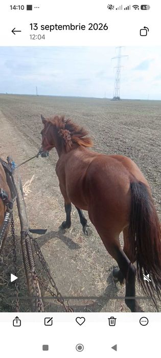 Vând mânză de 9 luni. Detalii la telefon 0736078151
