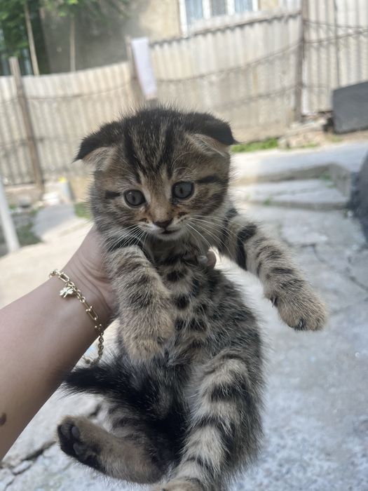 Продаются вислоухие котята