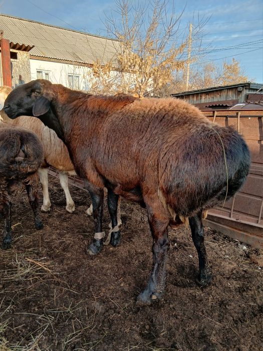 Продам гиссарского кошкара