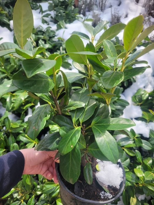 Laur englezesc ±40 cm - foarte ramificat, la ghiveci