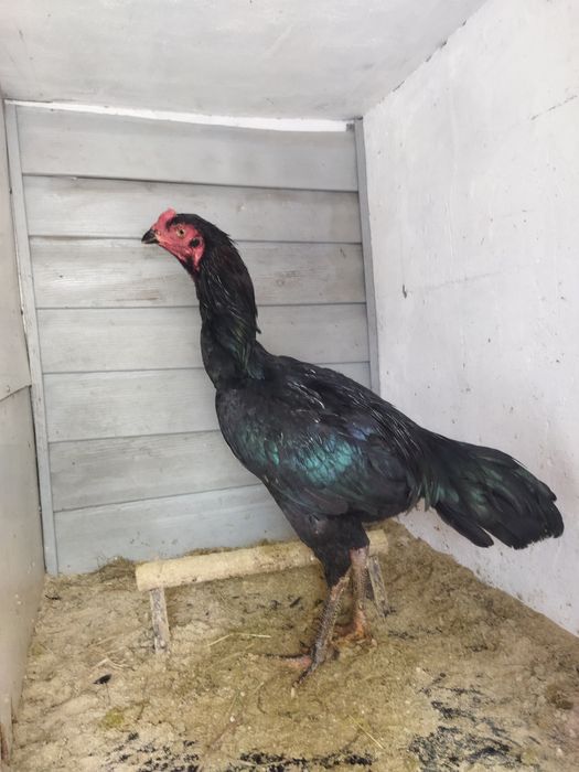 Бойцовские птицы